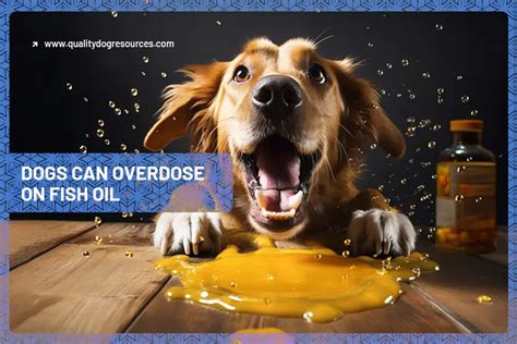 fish oil overdose dogs